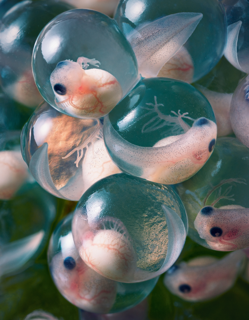 Imagen: Tim Flach